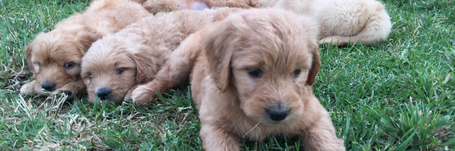 DesignerDogsAU's profile banner image