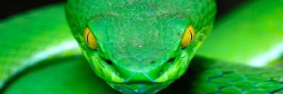 SNAKE banner