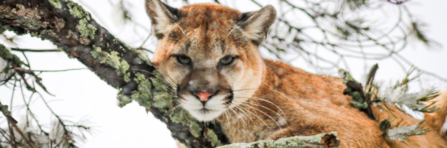 Vanilla Bean 📸 banner