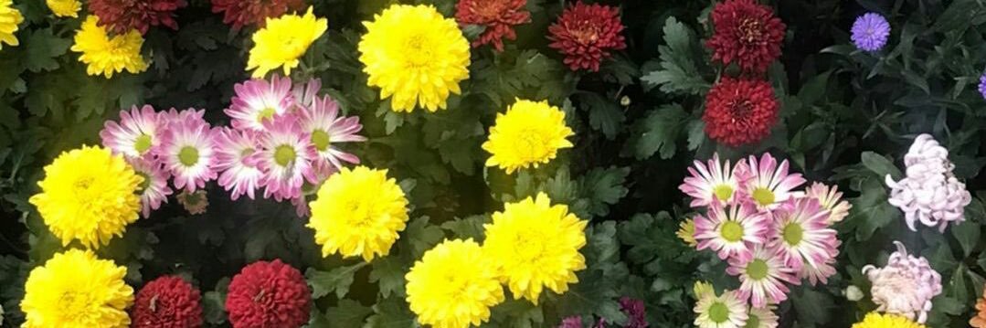 mepannn_'s profile banner image