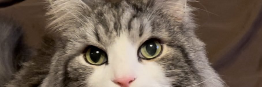 ROCKCAT428's profile banner image