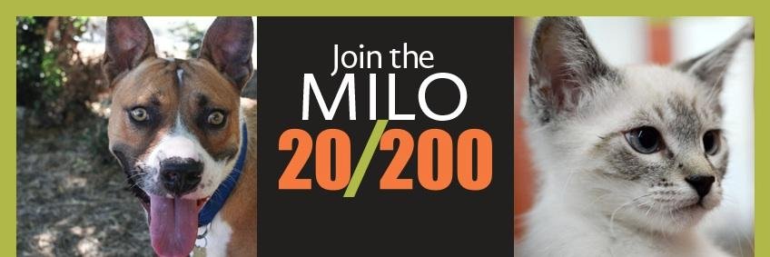 MiloFoundation's profile banner image