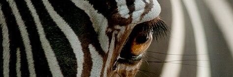 J|Adel|⚫️⚪️☀️ banner