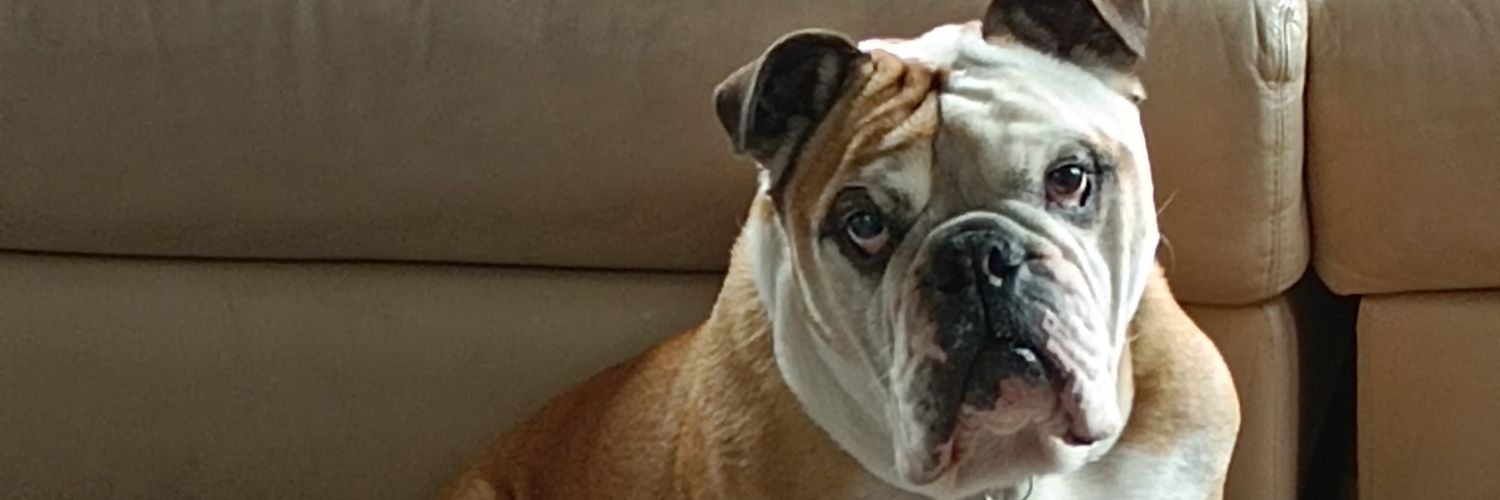 Martha Liliana Rojas 💚🌻 banner