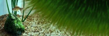 gorogoro_n's profile banner image