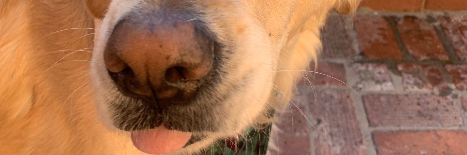 HaleyNeIson's profile banner image