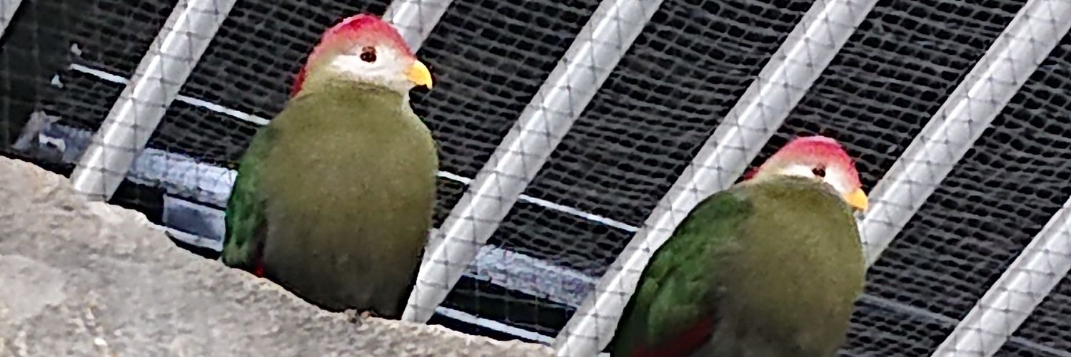 HoShiIMooooO's profile banner image