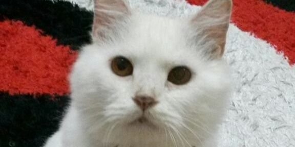 BSMolly15's profile banner image
