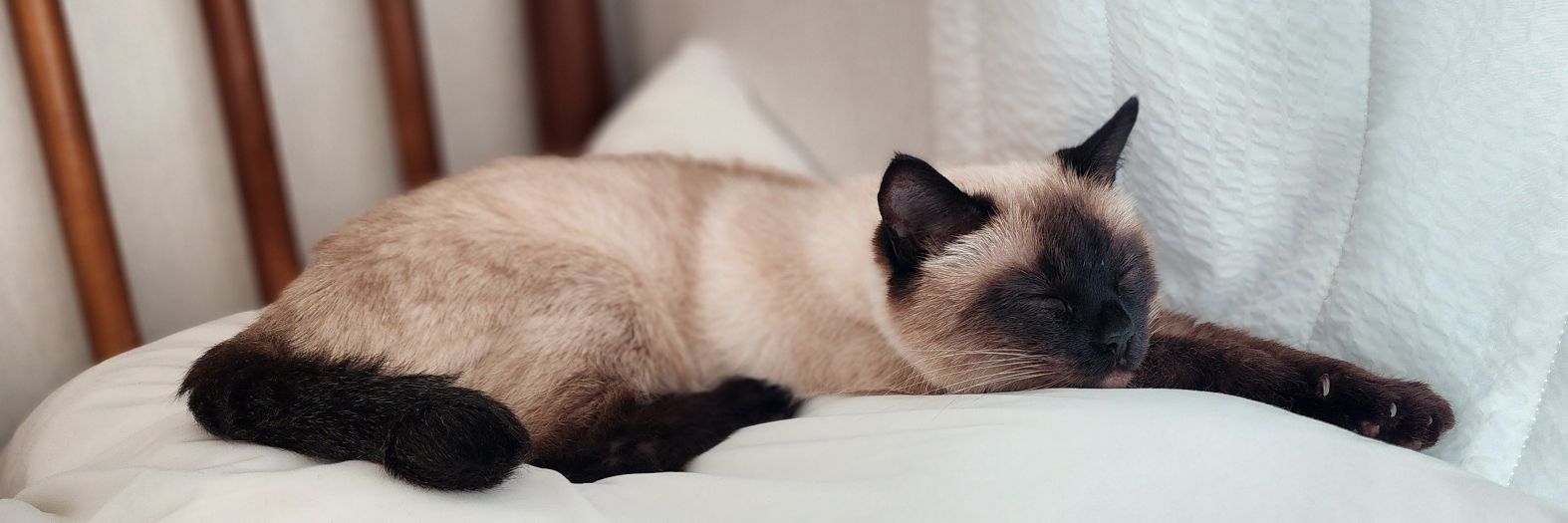 himykitty's profile banner image