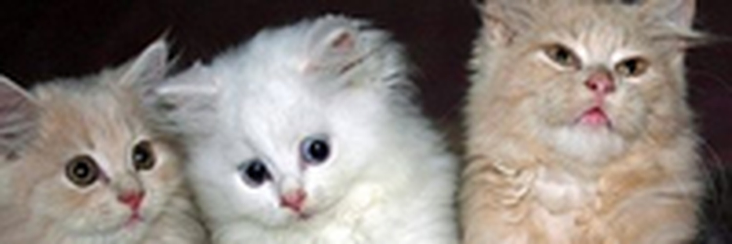 erichoolloway's profile banner image