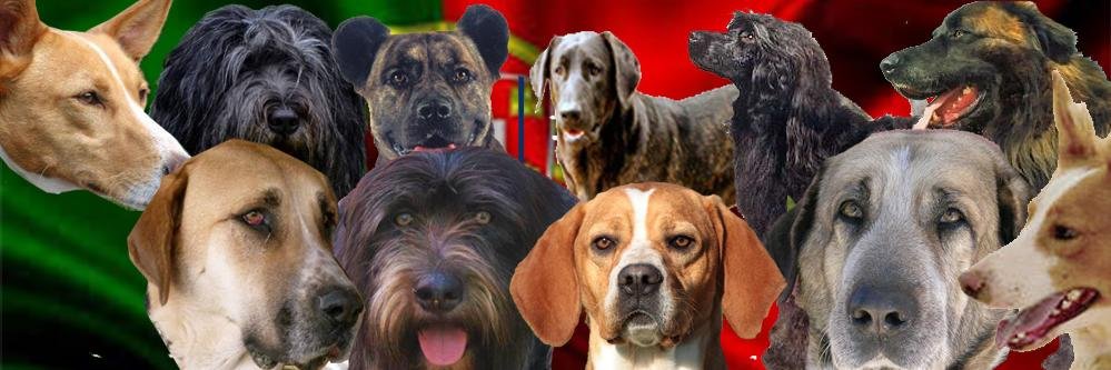 CaesPortugueses's profile banner image