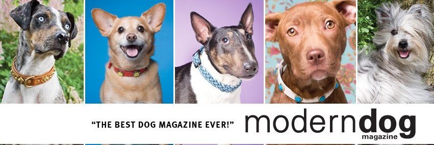Modern Dog magazine banner