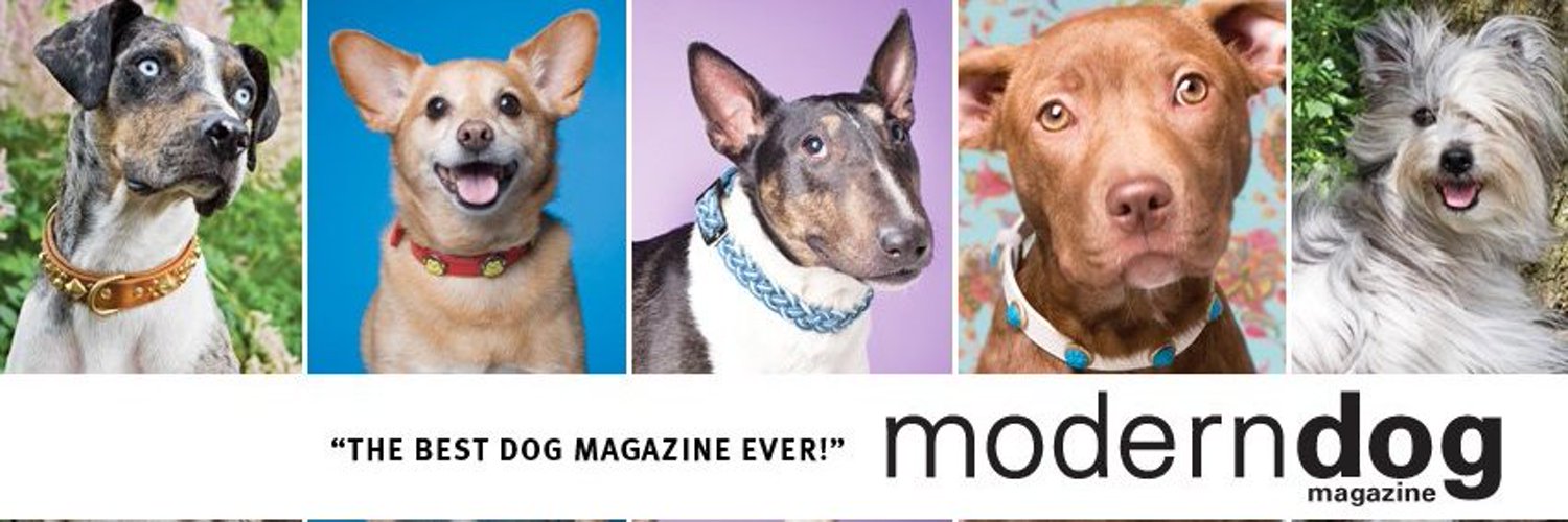Modern Dog magazine (ModernDogMag) / Twitter