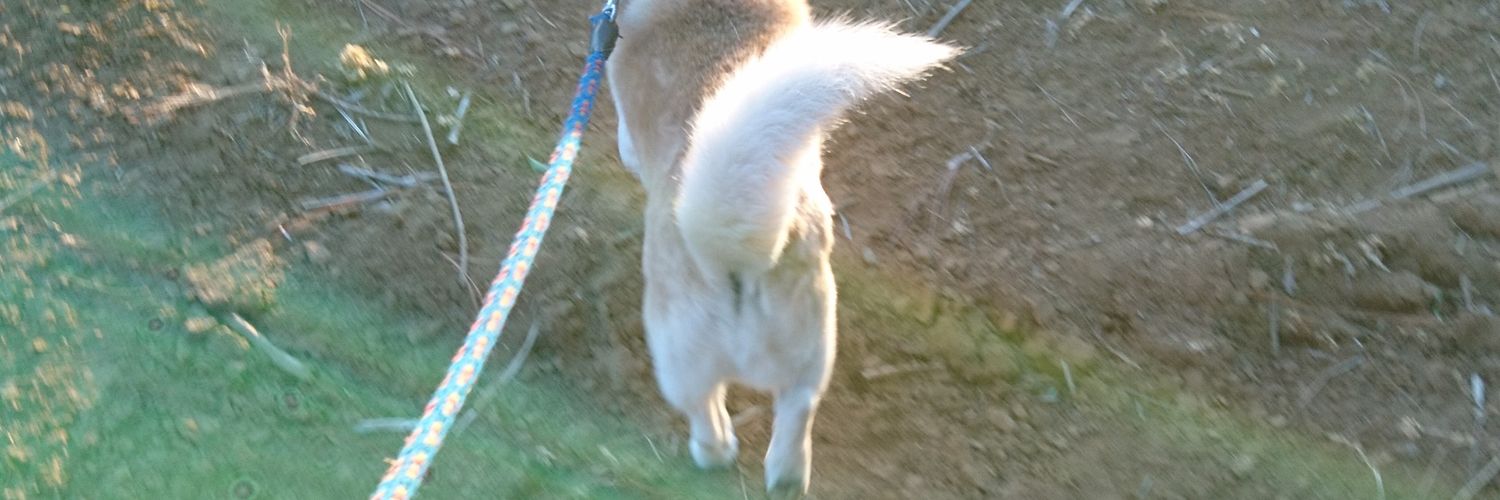 いもむすこ banner