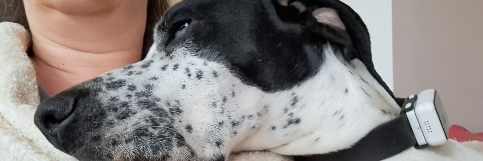 HotTiredDog's profile banner image
