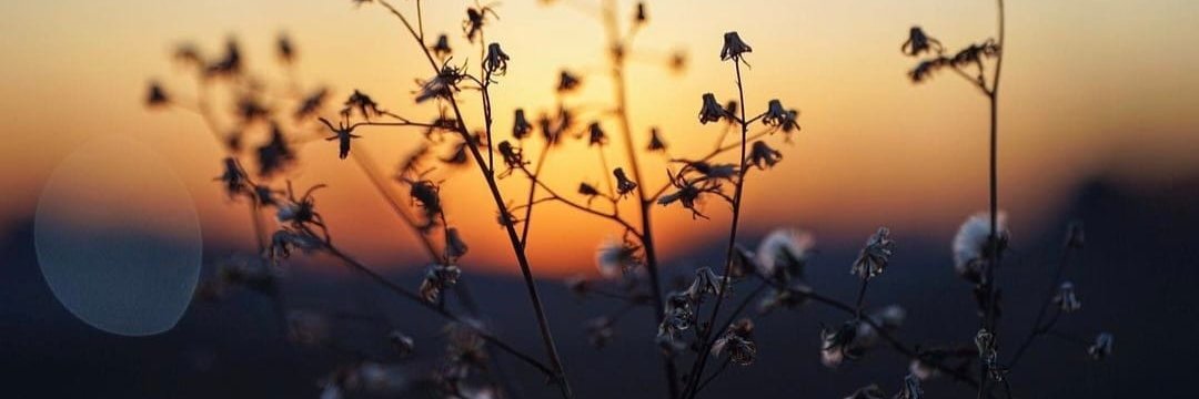 DFedMH's profile banner image