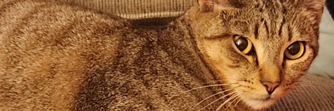 mcybartemes's profile banner image
