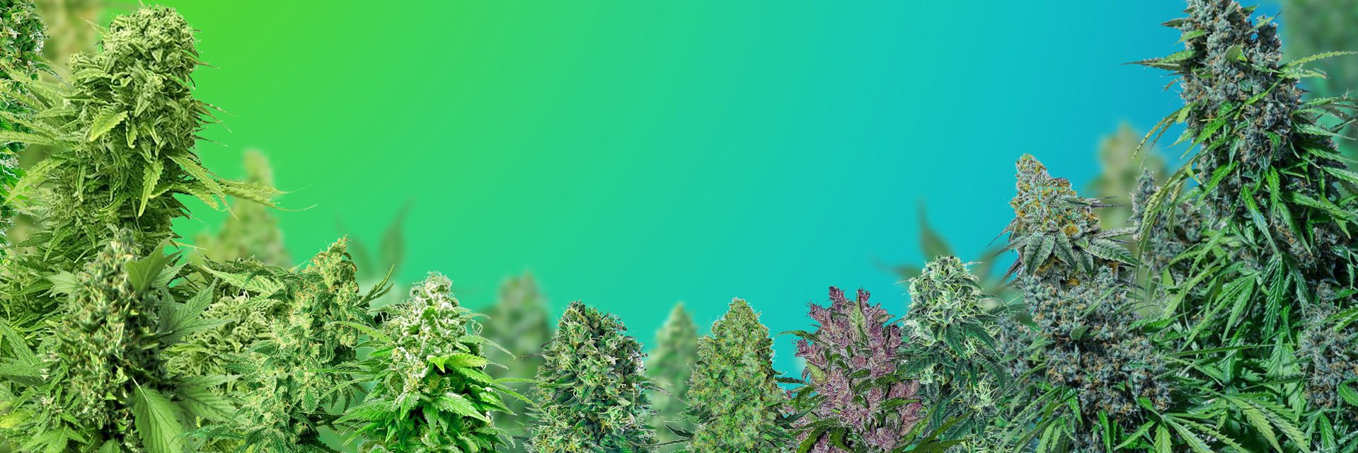 CCouponCodes's profile banner image