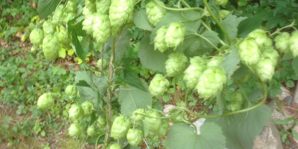 SquirrelsBrews's profile banner image