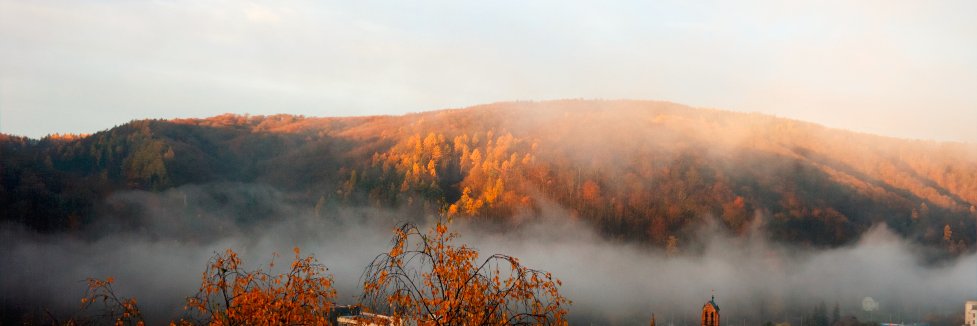 Michal Trachta banner