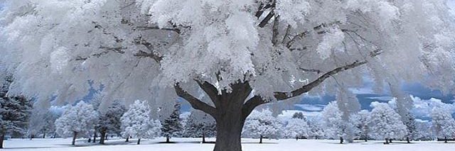 Hadel S. Ma'ayeh banner