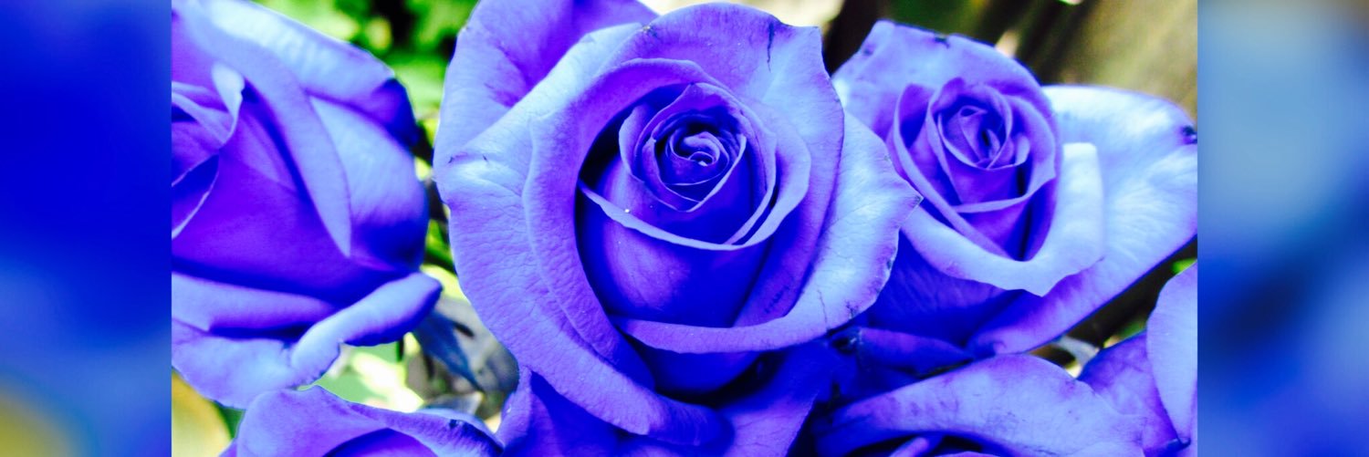 ふーたん@全ダ②タカタ行く banner