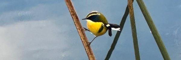 MayneNicholls Profile Banner