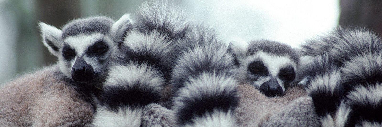 LemurCo's profile banner image