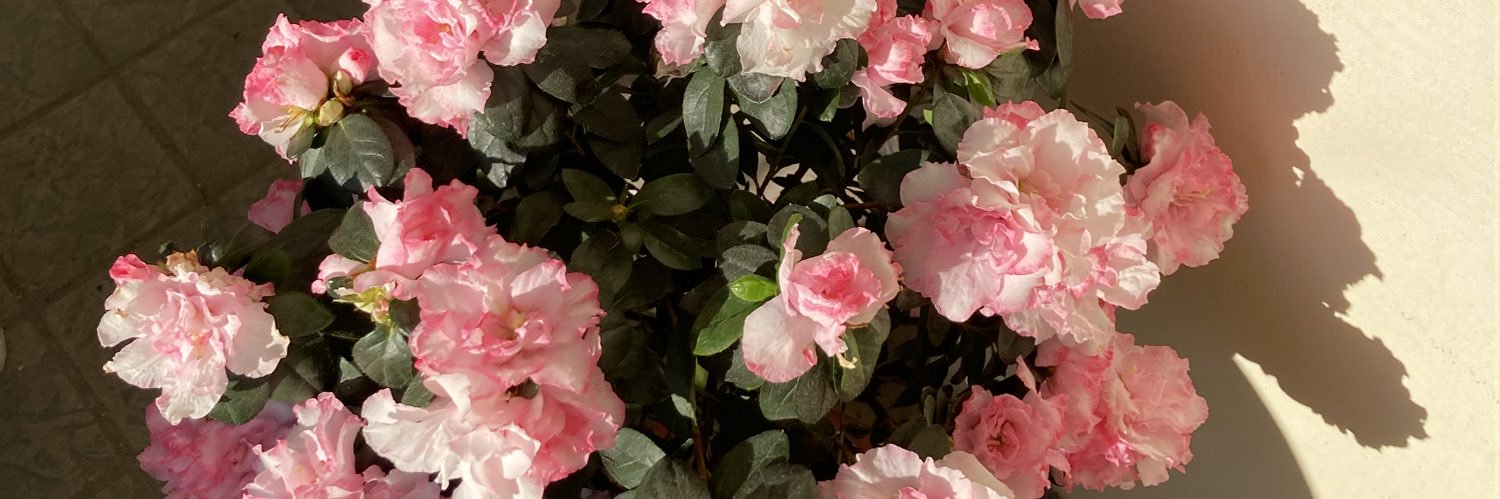 nottedinote3's profile banner image
