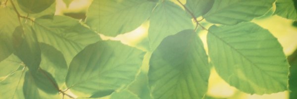 DesmondDirector Profile Banner