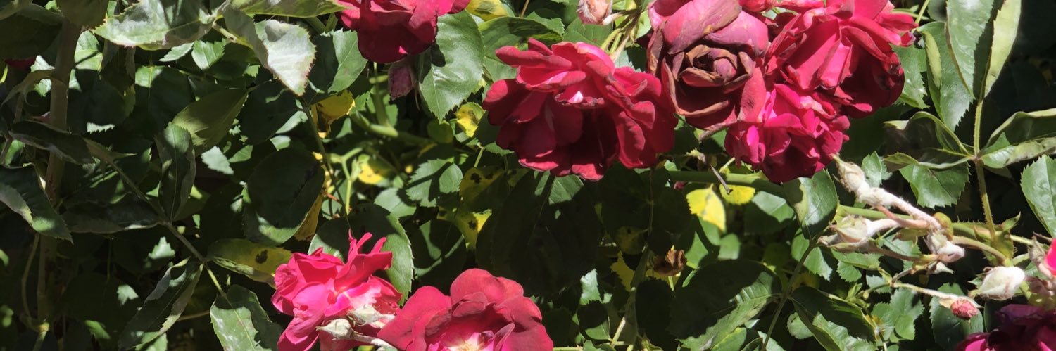 lecouchpodcast's profile banner image