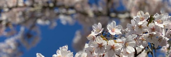 ambrcates Profile Banner