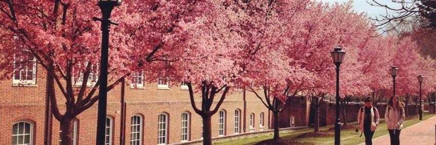 AllisonBKnouse's profile banner image