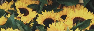 MaeTTamayo's profile banner image