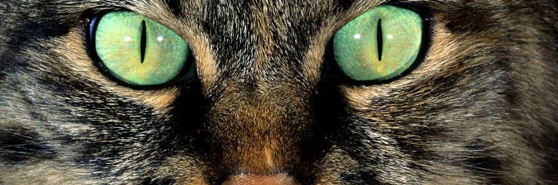 Angie banner