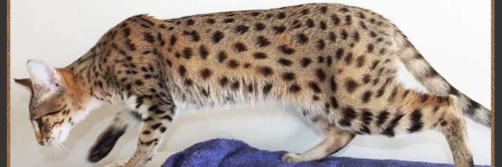 spcats08's profile banner image