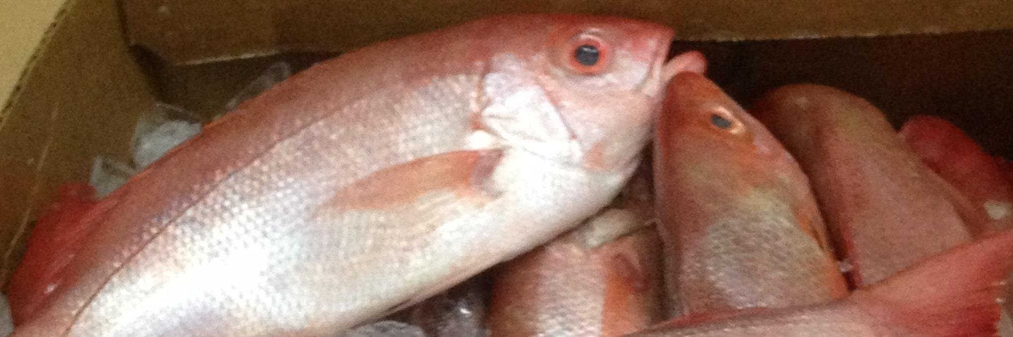 NCfinestfish's profile banner image