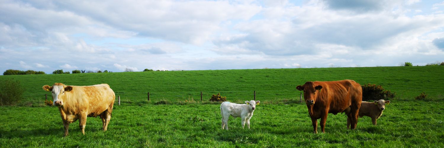 Ciarán Lenehan banner