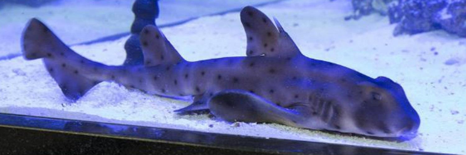 Apollo Hospital banner