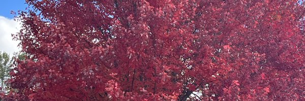 BethHarwellTN Profile Banner