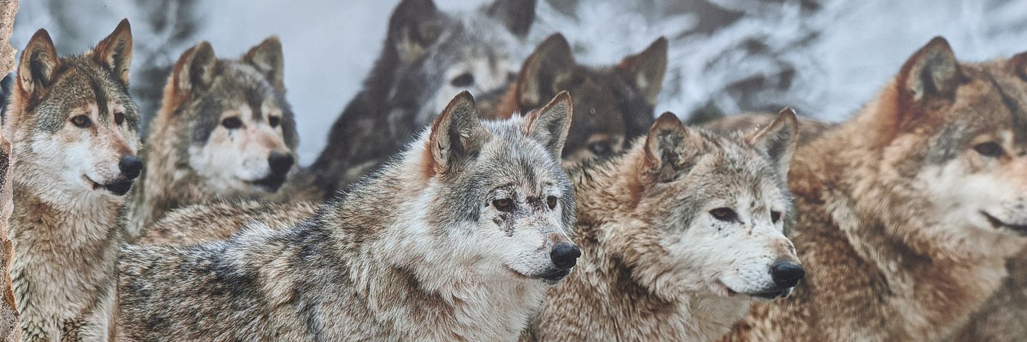 wolfpackPeroMi's profile banner image
