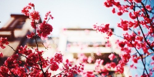 FlcwerboyLou's profile banner image