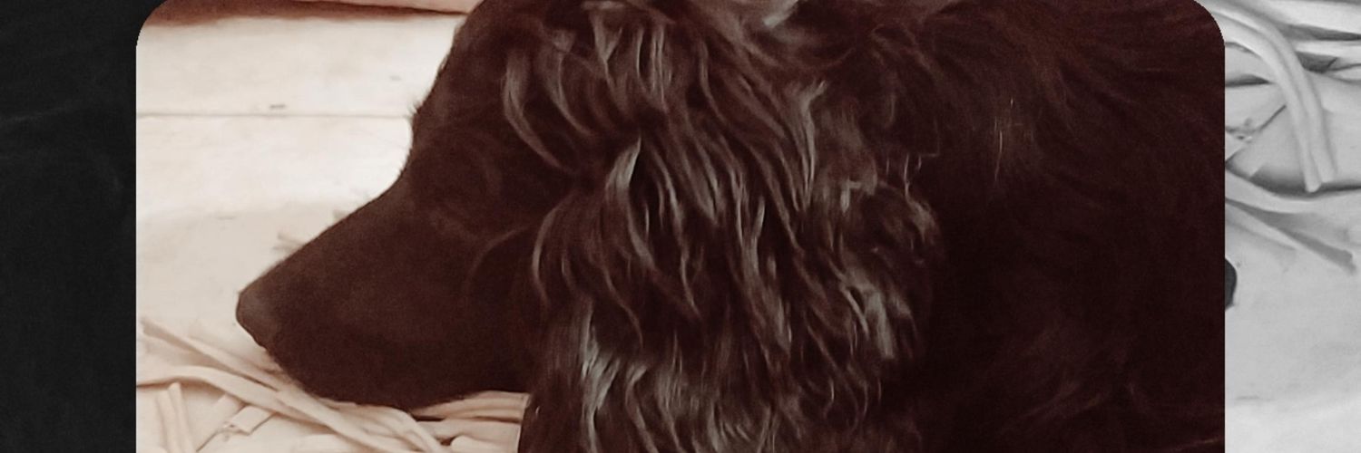 antocauda1's profile banner image