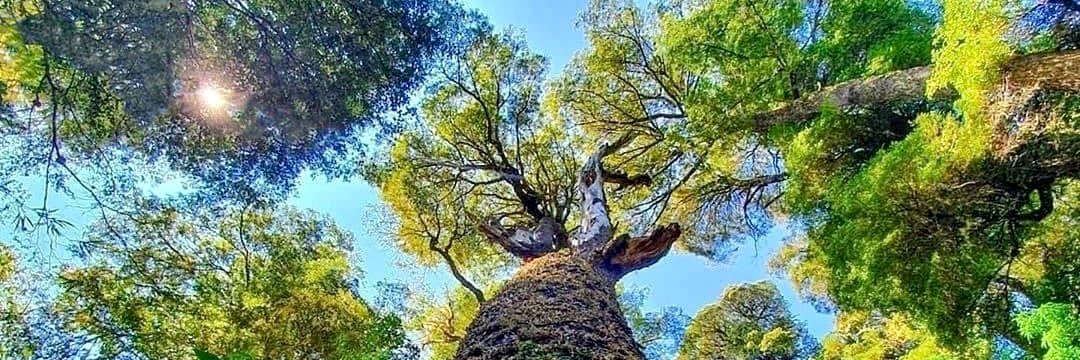 Col Ing. Forestales banner