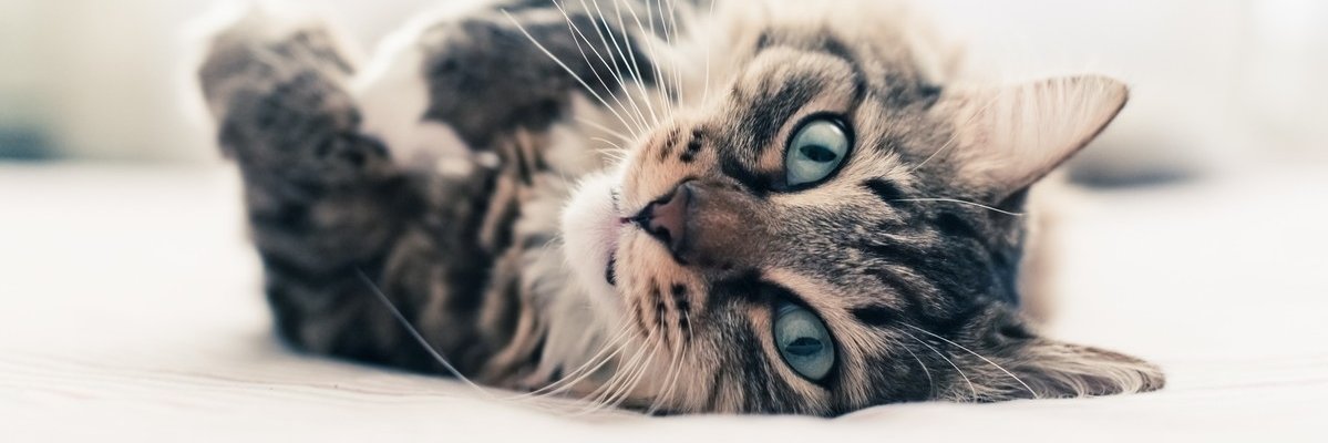 ASassyKat's profile banner image
