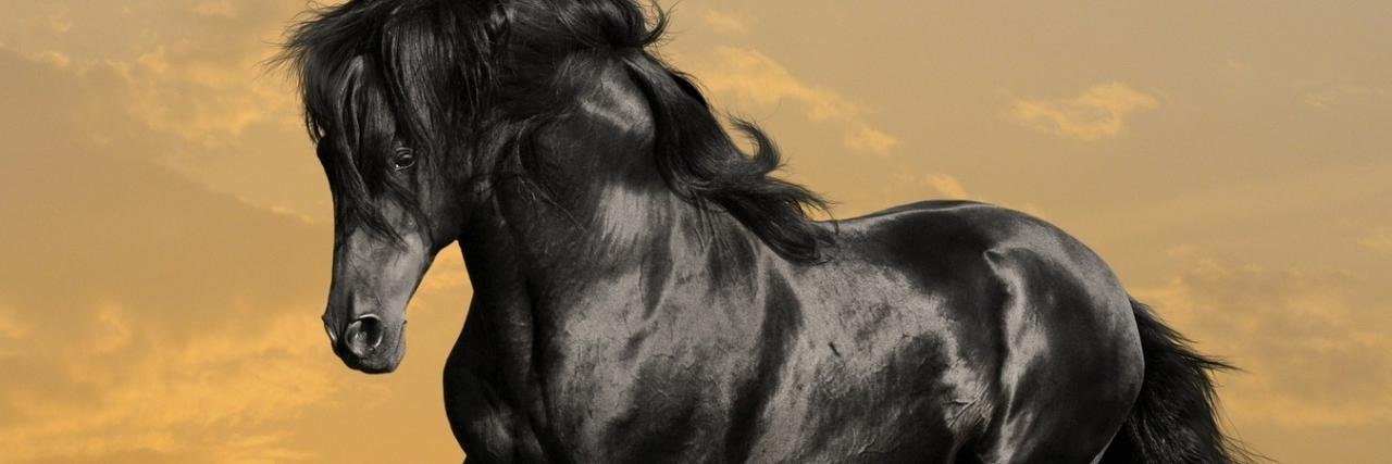 Halcon_MCRae's profile banner image