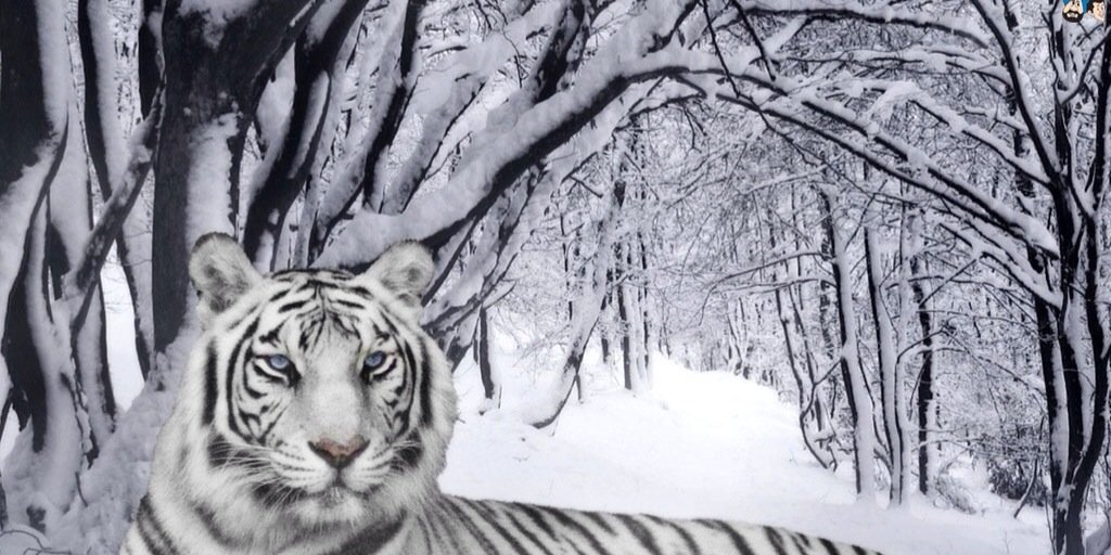 bentalshemlan's profile banner image