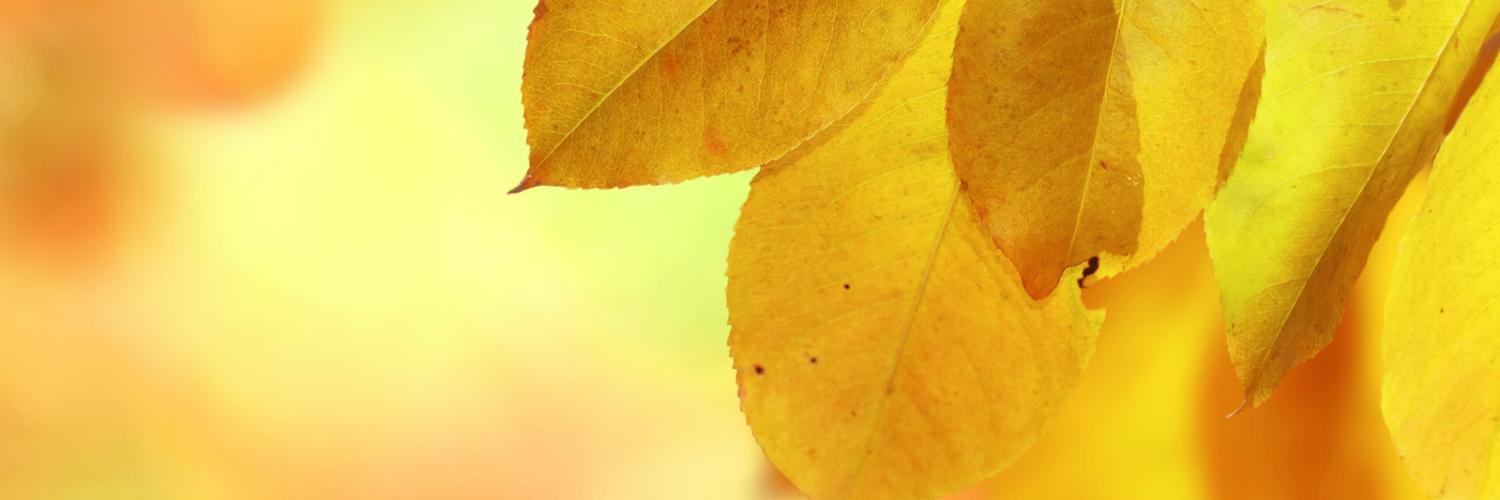 goldleafcare's profile banner image