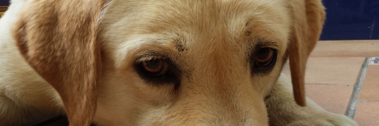 Clopcam's profile banner image