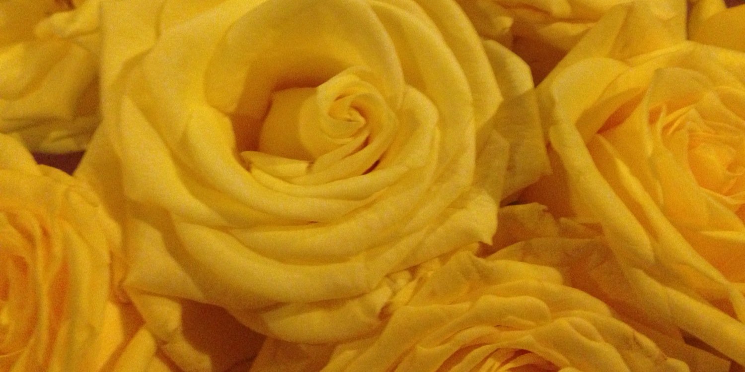 Emily_M_Corbin's profile banner image